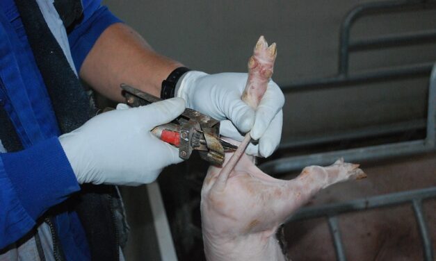 Igualdad Animal denuncia la mutilación de cerdos en granjas españolas