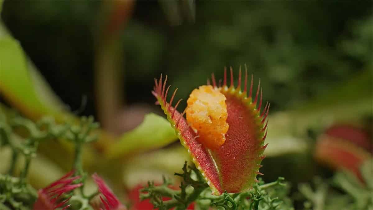 Los Nuggets veganos de Beyond Meat que engañan a plantas carnívoras