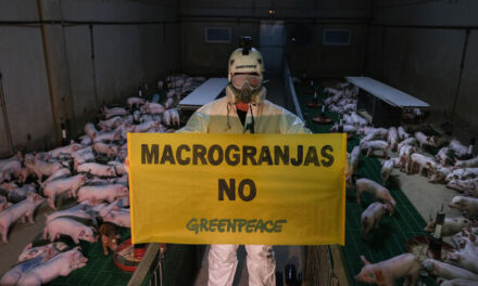 Greenpeace destapa «el maltrato de las macrogranjas»