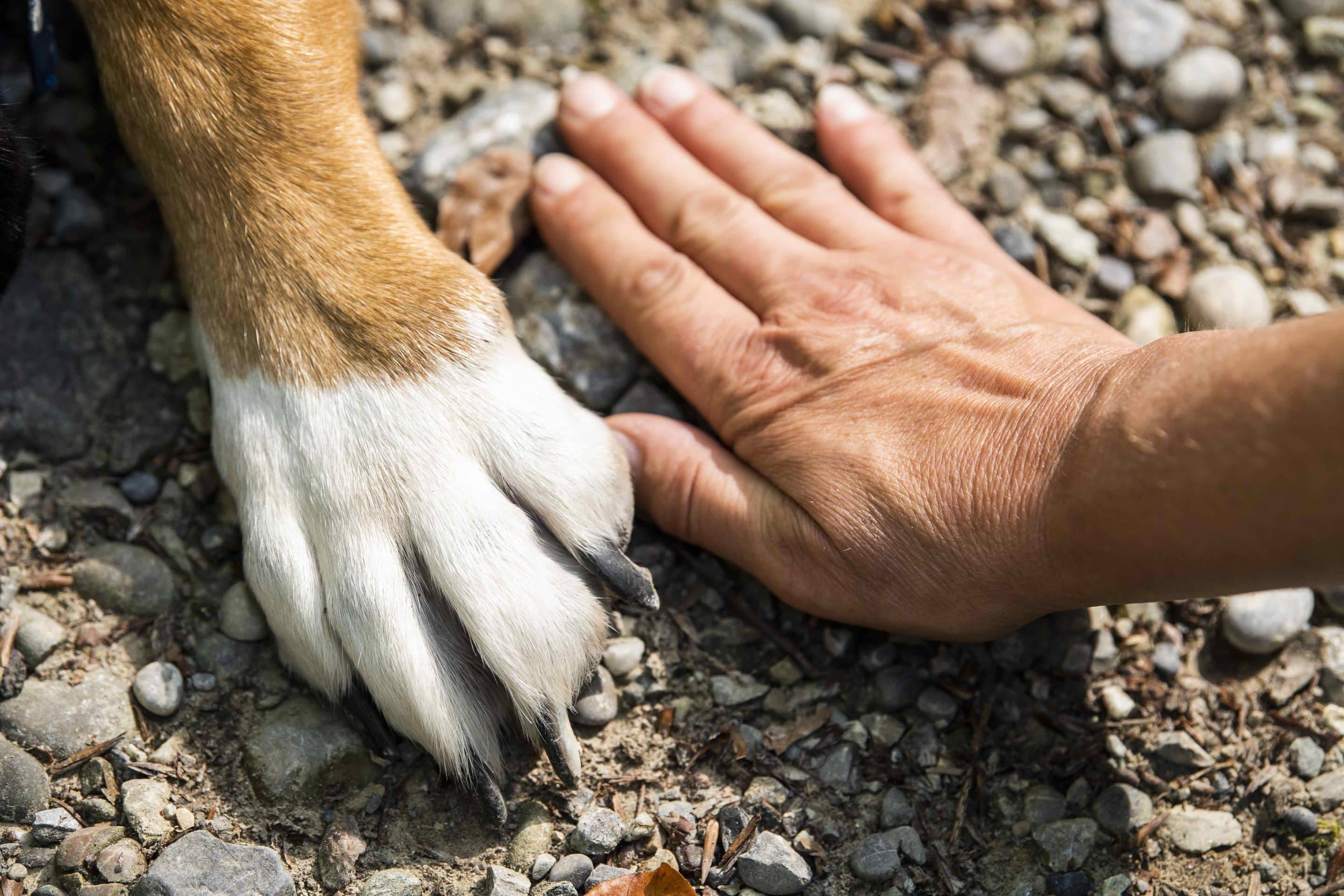 imagen de compromiso a los animales dopnde aparece la mano de un ser humano y un perro